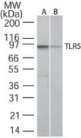 TLR5 Antibody (aa700-800, clone 19D759.2)