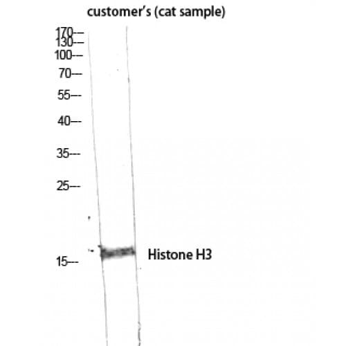 Histone H3 Antibody (1-80 aa)