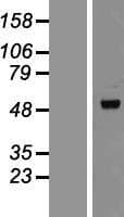PLIN3 / M6PRBP1 / TIP47 Protein (Over-Expression Lysate Myc-DDK (Flag))