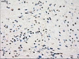GBP2 Antibody (clone OTI3B8)
