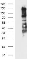 CD44 Antibody (clone OTI1D8)