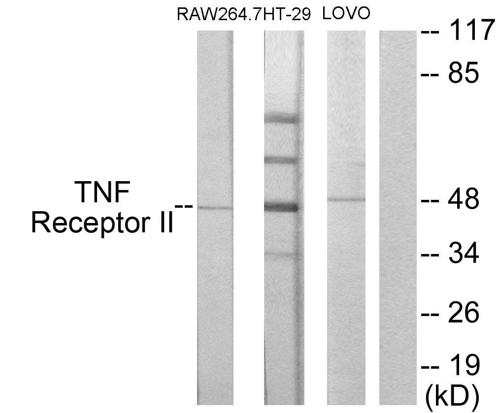 TNFRSF1B / TNFR2 Antibody