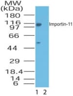 IPO11 / Importin 11 Antibody (aa1-50)