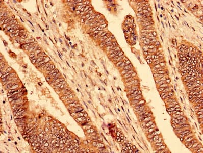 PAFAH1B2 Antibody