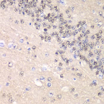 CCNC / Cyclin C Antibody