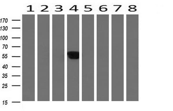 ALX4 Antibody (clone OTI1F2)