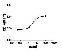 Human FGF2 / Basic FGF Protein (Recombinant)