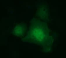 IDO1 / IDO Antibody (clone OTI3B10)