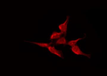 CACNA1H / Cav3.2 Antibody