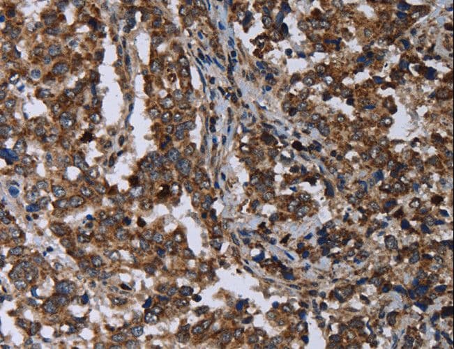 DNAJC15 Antibody