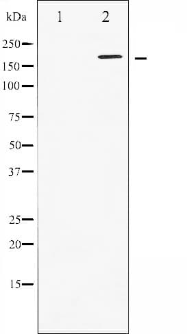 WNK1 Antibody