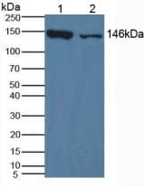 XDH / Xanthine Oxidase Antibody (aa231-416)