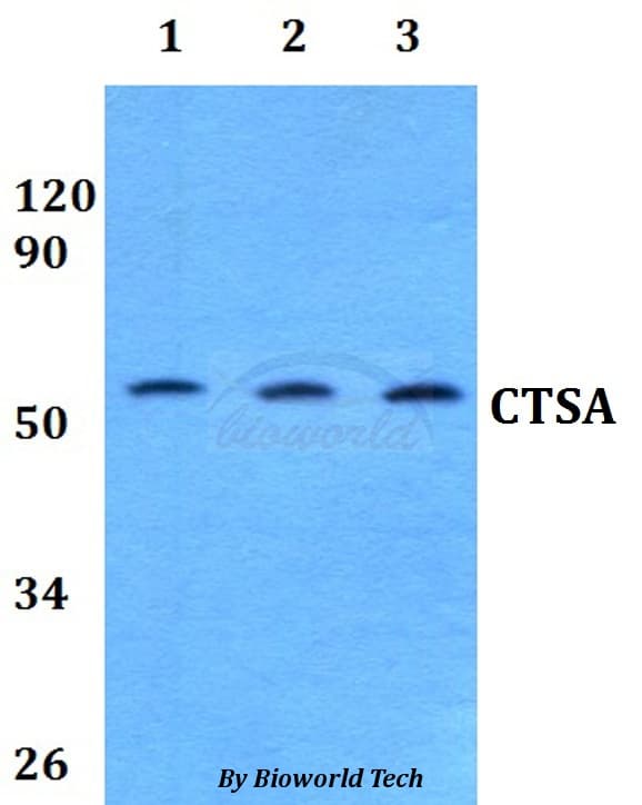 Polyclonal Rabbit anti-Human CTSA / Cathepsin A Antibody (WB)