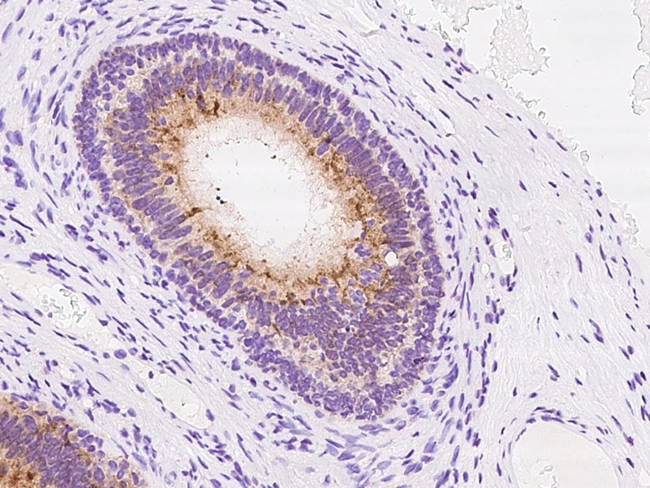Polyclonal Rabbit anti-Human DEFB106A Antibody (IHC)
