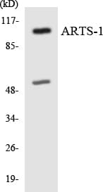 ARTS1 / ERAP1 Antibody (aa418-467)