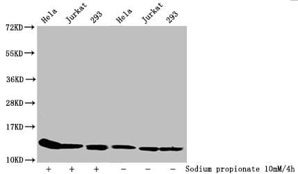 HIST1H4I Antibody