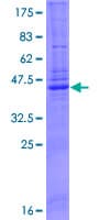Human CAV3 / Caveolin 3 Protein (Recombinant GST)