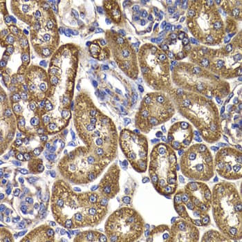 GOT2 Antibody