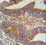 Polyclonal Rabbit anti-Human BIN2 Antibody (aa14-42, IHC, WB)