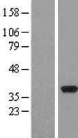 PDXK / PNK Protein (Over-Expression Lysate Myc-DDK (Flag))