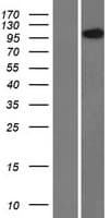 HEATR4 Protein (Over-Expression Lysate Myc-DDK (Flag))