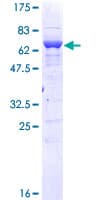 Human PPID / Cyclophilin D Protein (Recombinant GST)