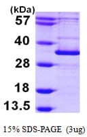 Human APG5 / ATG5 Protein (Recombinant His)