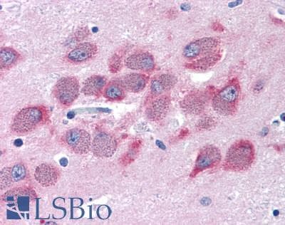 PathPlus™ GPRC6A Antibody (N-Terminus)