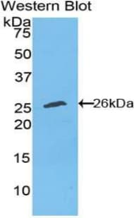 TAZ Antibody (aa46-240)