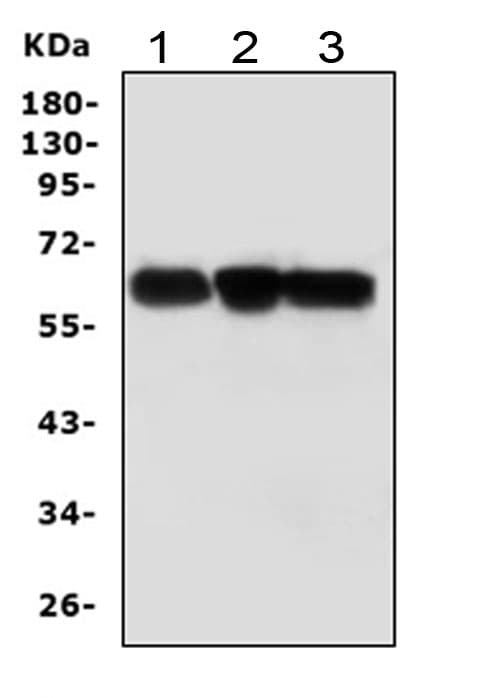 Polyclonal Rabbit anti-Human ABI1 / SSH3BP1 Antibody (aa483-494, IHC, WB)