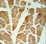 GLG1 / MG160 Antibody (aa1152-1179)