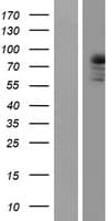 PRKCQ / PKC-Theta Protein (Over-Expression Lysate Myc-DDK (Flag))