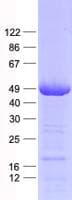 Human NAPRT Protein (Recombinant His, N-Terminal)