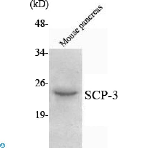SYCP3 / SCP3 Antibody