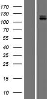 c-Kit / CD117 Protein (Over-Expression Lysate Myc-DDK (Flag))