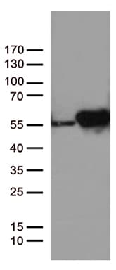 DDX39B / UAP56 Antibody (aa319-428, clone OTI2C12, Carrier-free)