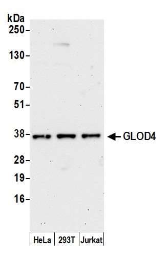 HC71 / GLOD4 Antibody (aa100-150)