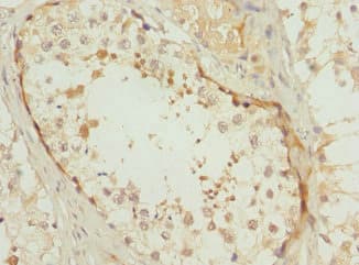 POC1B / WDR51B Antibody