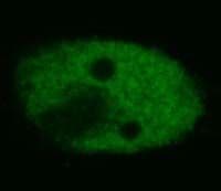 Monoclonal Mouse anti-Human Tumor suppressor p53 Antibody (clone BP53-12, FITC, Amino Acid: 16-25, IF)
