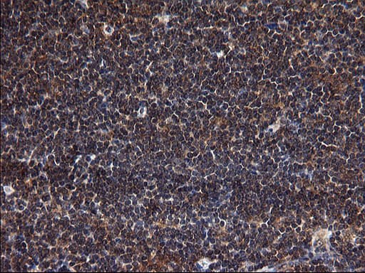 SCRN1 / Secernin 1 Antibody (clone OTI1E4)
