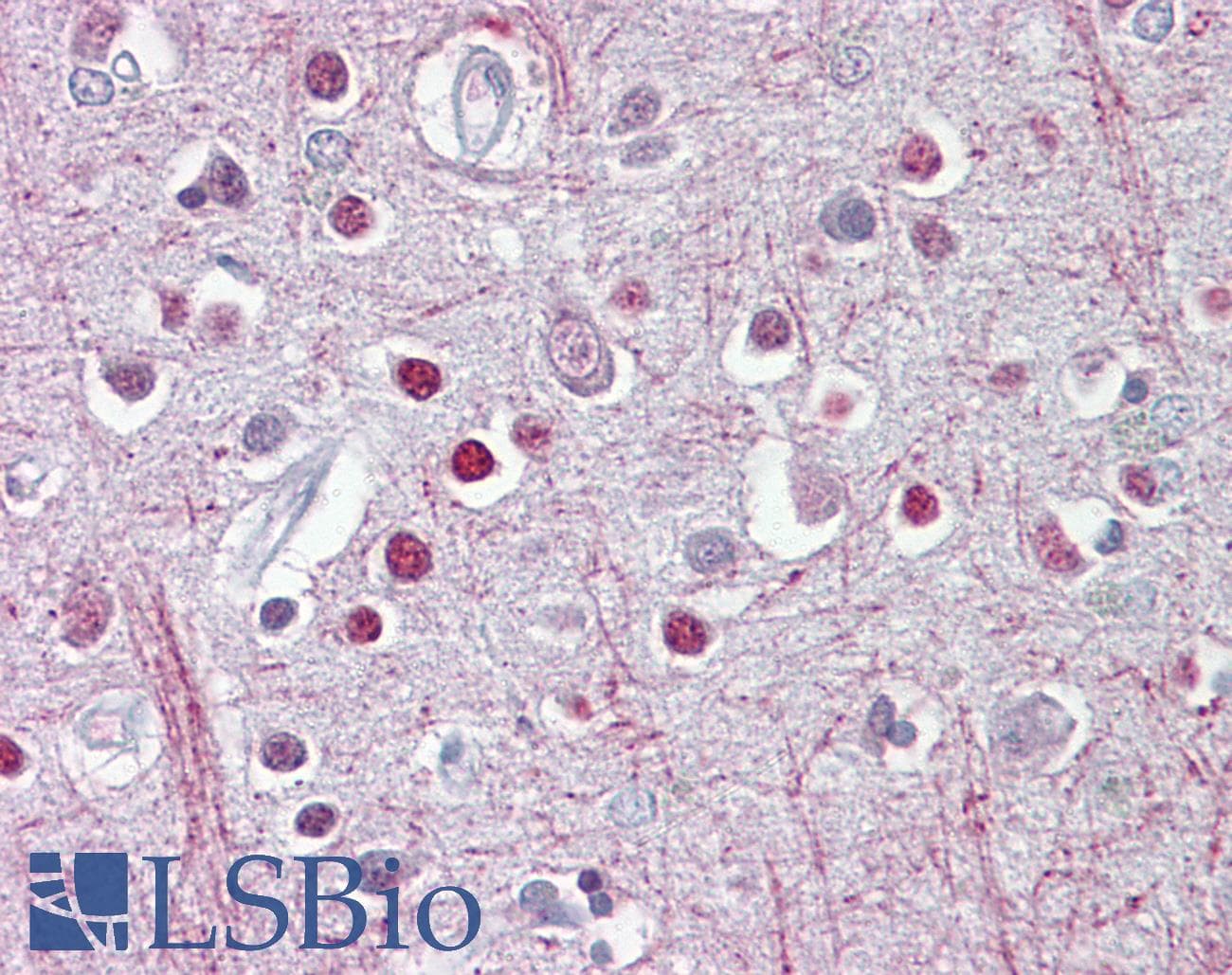 PathPlus™ CNPase Antibody (C-Terminus)