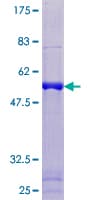 Human PAGE1 Protein (Recombinant GST)