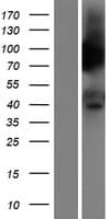Human PTGER3 / EP3 Protein (Over-Expression Lysate Myc-DDK (Flag))