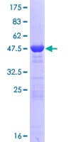 Human PGPEP1 Protein (Recombinant GST)