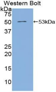 ANGPT4 / Angiopoietin-4 Antibody (aa305-503, Cy3)