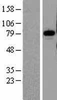 PNN / Pinin Protein (Over-Expression Lysate Myc-DDK (Flag))