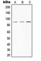 STAT3 Antibody (C-Terminus)