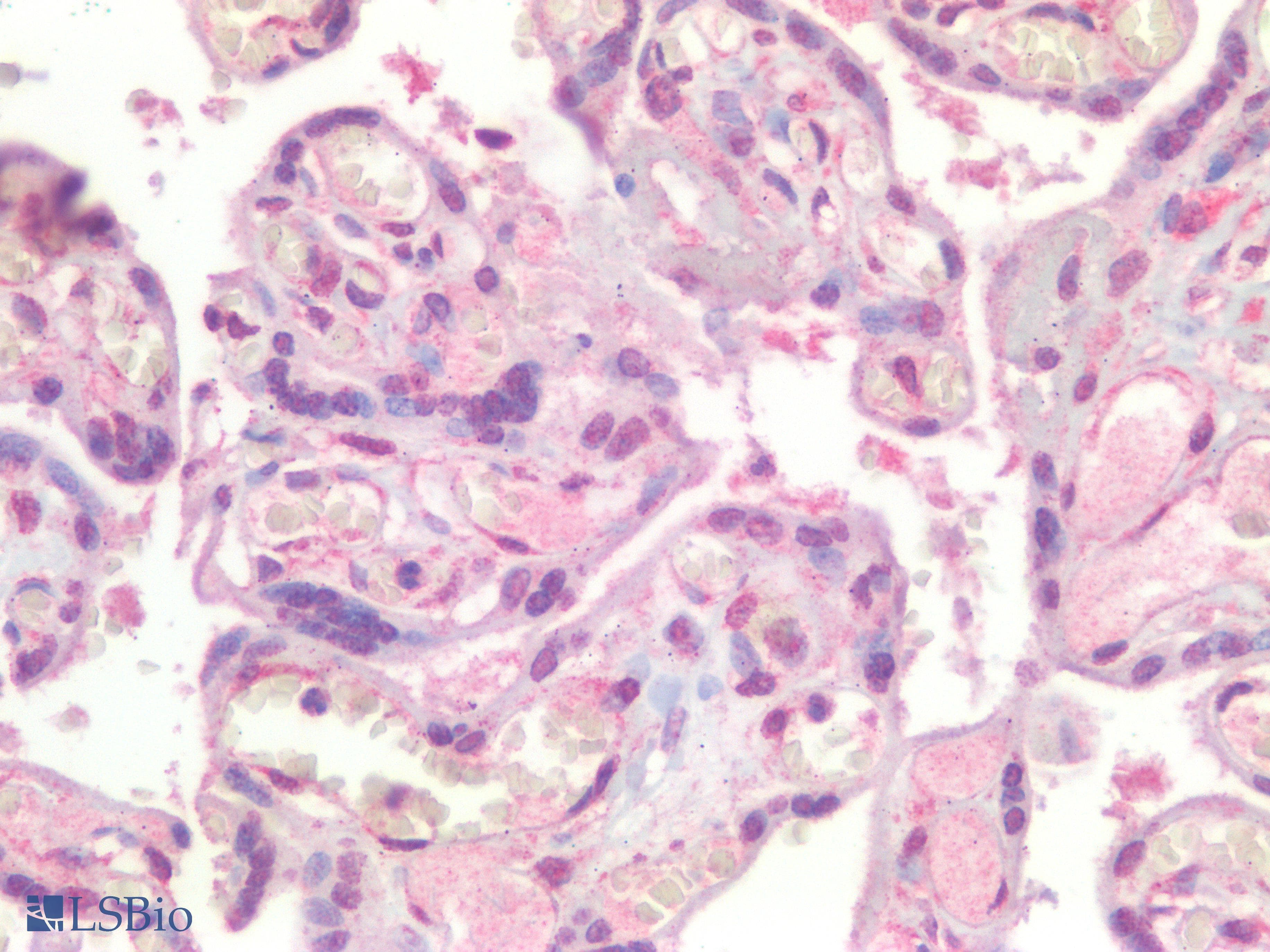 IHC-plus™ ERG Antibody (clone 2G8)