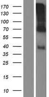 WISP3 Protein (Over-Expression Lysate Myc-DDK (Flag))