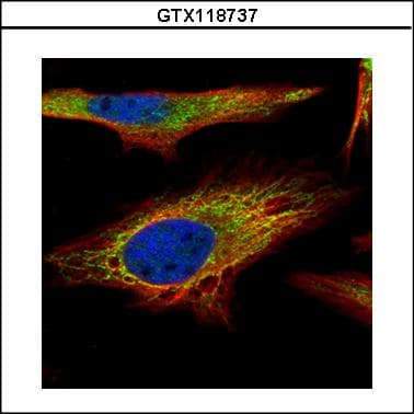 PNPT1 Antibody (aa1-783)